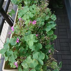 終了／ 観葉植物 インテリア ガーデニング