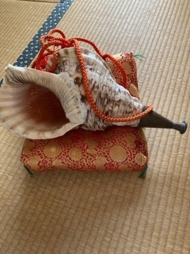 遠方の方も対応します。修験者山伏法螺貝 約43センチ低音 座布団、三方付