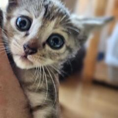 親子で保護した男の子