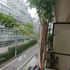 終了／ 観葉植物 インテリア ガーデニング カポック大型