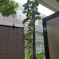 終了／ 観葉植物 インテリア ガーデニング