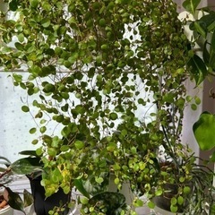 観葉植物　ワイヤープランツの画像