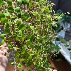 観葉植物　ワイヤープランツ