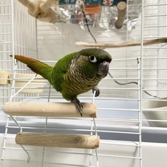 6/29堺市西区ホオミドリアカオウロコインコが行方不明