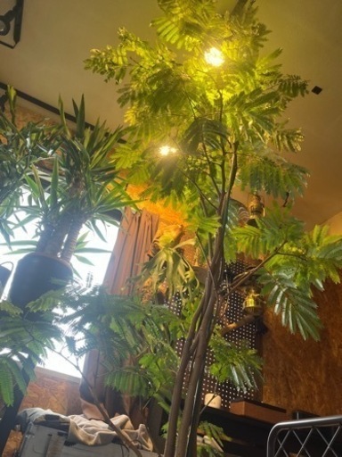 【決まりました！⠀】約2m エバーフレッシュ　観葉植物