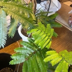 決まりました！⠀】約2m エバーフレッシュ 観葉植物