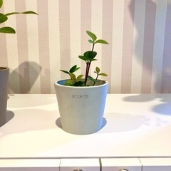 ペペロミア　プテオラータ