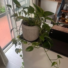 ポトス 観葉植物 植物の画像