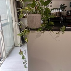 ポトス 観葉植物 植物の画像