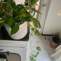 ポトス 観葉植物 植物の画像