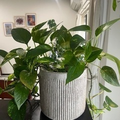 ポトス 観葉植物 植物