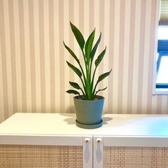 ストレリチア　レギネ