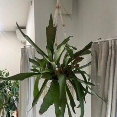 コウモリラン 観葉植物 植物　家具の画像