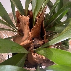 コウモリラン 観葉植物 植物　家具の画像