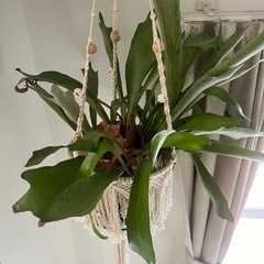 コウモリラン 観葉植物 植物　家具の画像