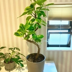 フィカス　アルテシマ　らせん　沖縄産