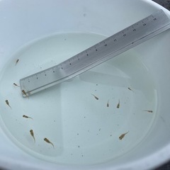 【受け渡し予定者決定しました】
No4【7月27日(土)】メダカ「楊貴妃」稚魚(1cm〜2cm前後)(【 無料・譲ります】 【日時・場所限定】 の画像