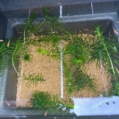 【受け渡し予定者決定しました】
No4【7月27日(土)】メダカ「楊貴妃」稚魚(1cm〜2cm前後)(【 無料・譲ります】 【日時・場所限定】 の画像