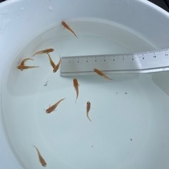 【受け渡し予定者決定しました】
No4【7月27日(土)】メダカ「楊貴妃」稚魚(1cm〜2cm前後)(【 無料・譲ります】 【日時・場所限定】 の画像