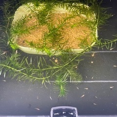 【受け渡し予定者決定しました】
No4【7月27日(土)】メダカ「楊貴妃」稚魚(1cm〜2cm前後)(【 無料・譲ります】 【日時・場所限定】 の画像