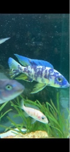 熱帯魚　アフリカンシクリッド  フライエリィOB 8〜9㎝　写真個体販売