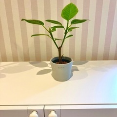 フィカス　アルテシマ　