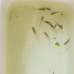 青めだか　10匹