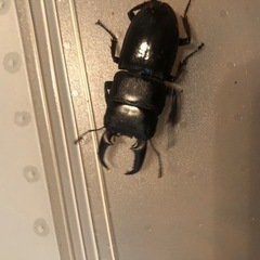 小さいヒラタクワガタ、オス4ひき
