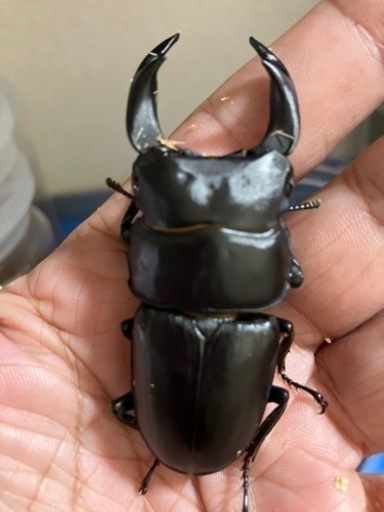 国産オオクワガタ　ペア