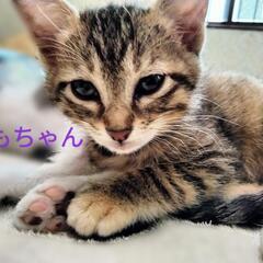 🩷ご面会を経て、里親様が決定いたしました🩷ももちゃん🩷女の子🩷推定月齢２ヶ月🩷 - 角田市