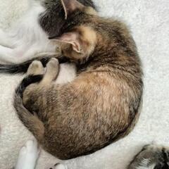 🩷ご面会を経て、里親様が決定いたしました🩷ももちゃん🩷女の子🩷推定月齢２ヶ月🩷 - 猫