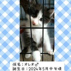 《正式譲渡決定しました💖》長毛っぽい子猫♂