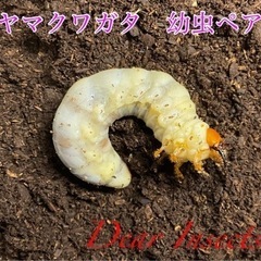 ミヤマクワガタ　3齢幼虫ペア　配送可能