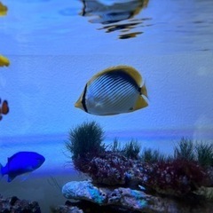 海水魚　アケボノチョウ