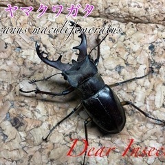 ミヤマクワガタ　♂単品　配送可能
