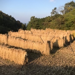 天日干し、無農薬のお米　白米15kg (500円/kg)