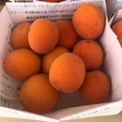 杏　あんず　10個　　200円