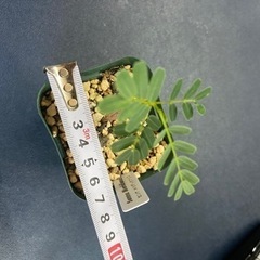 多肉植物　塊根植物　センナ　メリディオナリス　実生　コーデックスの画像