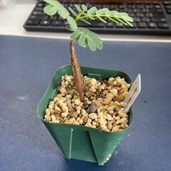 多肉植物　塊根植物　センナ　メリディオナリス　実生　コーデックス