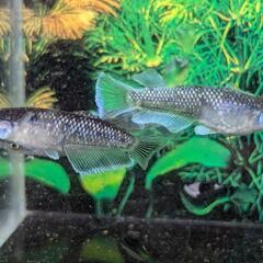 メダカ　ミッドナイトフリル　ラメタイプ　若魚　１ペア＋１の画像