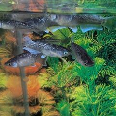 メダカ　ミッドナイトフリル　ラメタイプ　若魚　１ペア＋１