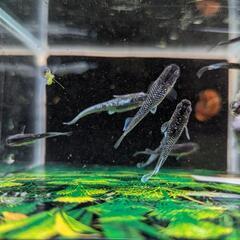 メダカ　ミッドナイトフリル　ラメタイプ　若魚　１ペア＋１の画像