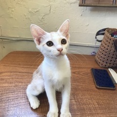 保護猫の里親探してます