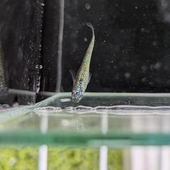 改良メダカ　ネプチューン　若魚　１ペア