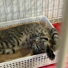 【保護猫の里親募集】ひまりちゃん　キジメス - 高槻市