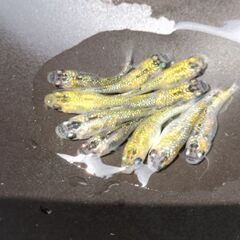 メダカ　濱桜　稚魚