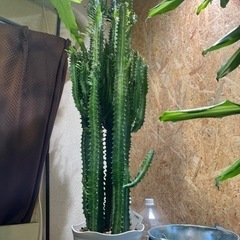 約120cm　サボテン　彩雲閣