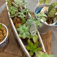 多肉植物