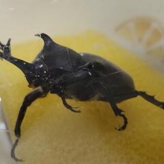 カブトムシ