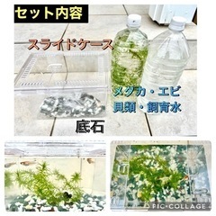 メダカ飼育セット（ケース、メダカ、エビ、貝、水草、底石）
